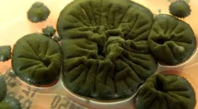 موجودی شگفت‌انگیز که از تابش هسته‌ای تغذیه می‌کند + عکس