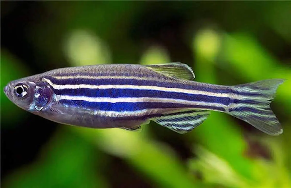 ۵ موجود مقاوم زمینی که از سفر فضایی جان سالم به در بردند