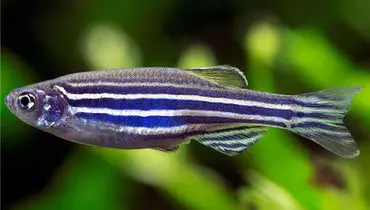 ۵ موجود مقاوم زمینی که از سفر فضایی جان سالم به در بردند