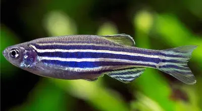 ۵ موجود مقاوم زمینی که از سفر فضایی جان سالم به در بردند