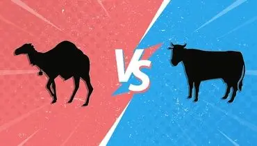 شیر شتر یا شیر گاو؟ کدام یک مفیدترند؟