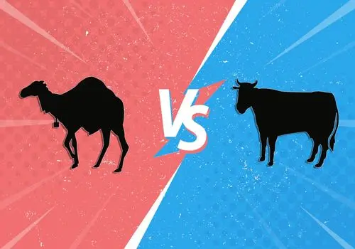 شیر شتر یا شیر گاو؟ کدام یک مفیدترند؟