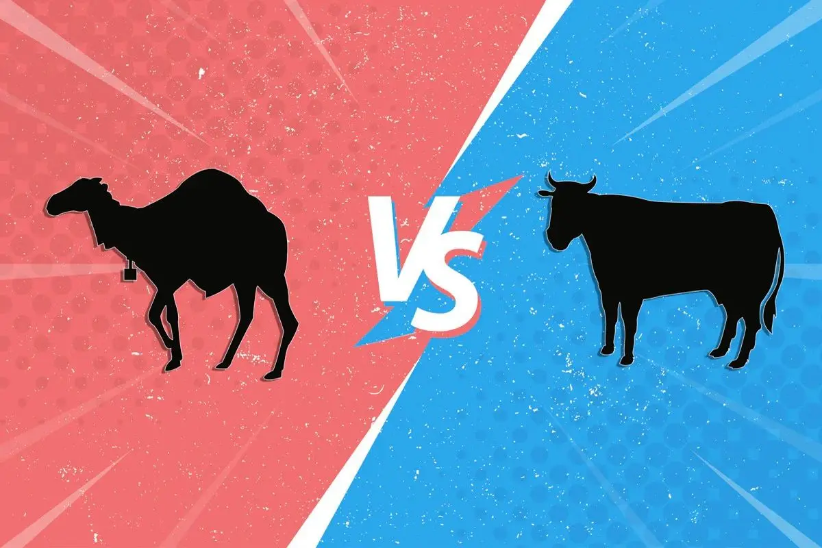 شیر شتر یا شیر گاو؟ کدام یک مفیدترند؟