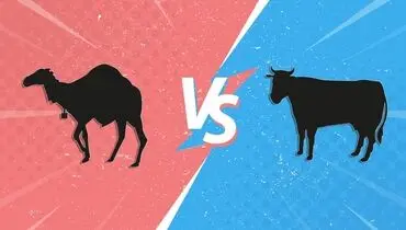 شیر شتر یا شیر گاو؟ کدام یک مفیدترند؟
