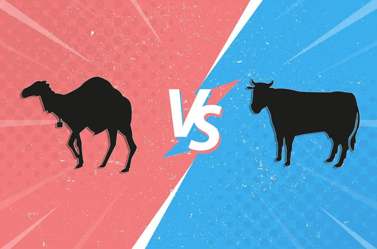 شیر شتر یا شیر گاو؟ کدام یک مفیدترند؟
