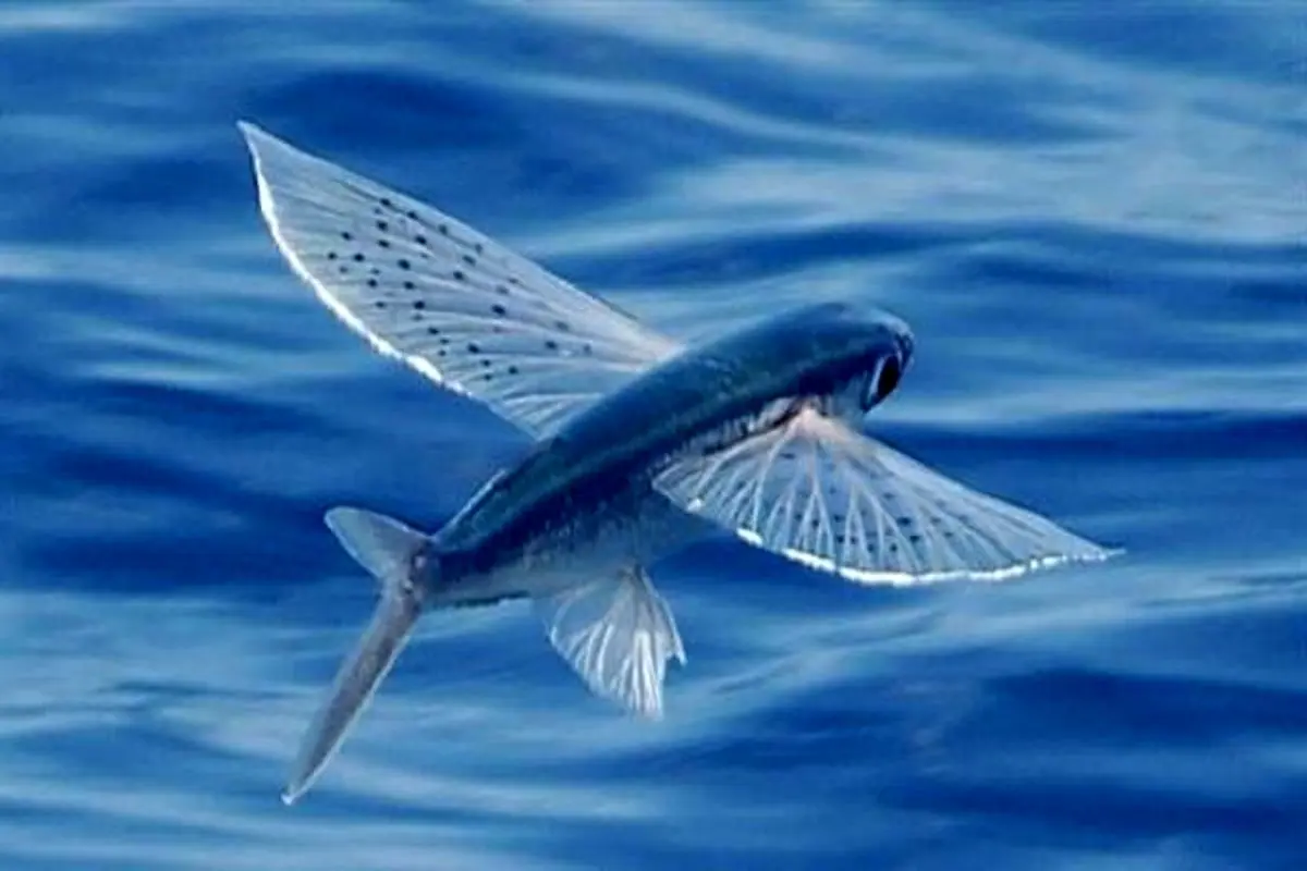 پرواز ماهی عظیم الجثه از آب برای شکار پرنده!+ فیلم