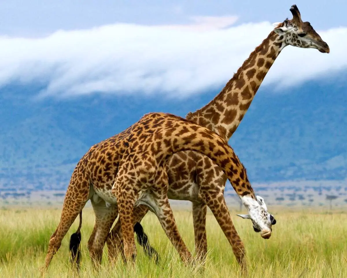 نبرد نفس‌گیر دو زرافه را ببینید! + فیلم