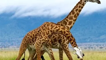 نبرد نفس‌گیر دو زرافه را ببینید! + فیلم