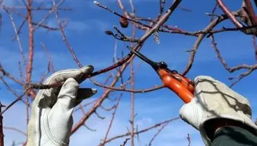 روش های هرس درختان در زمستان