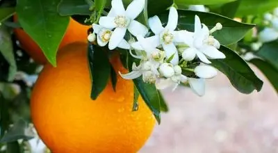 با یک عدد از این میوه پاییزی بر افسردگی خود غلبه کنید
