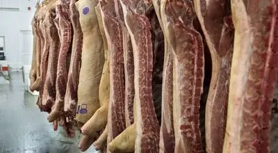  کشف انبار مخفی گوشت سگ در یک قصابی کرمان + فیلم