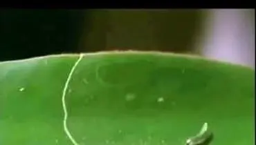 معمای بقا: رازهای استراتژی کرم ابریشم در دنیای پرخطر! + فیلم
