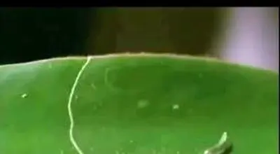 معمای بقا: رازهای استراتژی کرم ابریشم در دنیای پرخطر! + فیلم
