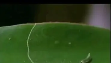 معمای بقا: رازهای استراتژی کرم ابریشم در دنیای پرخطر! + فیلم