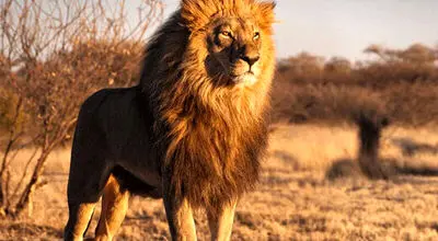 لحظه باورنکرنی فرار شیر نر از دست گله گاومیش های عصبانی! + فیلم