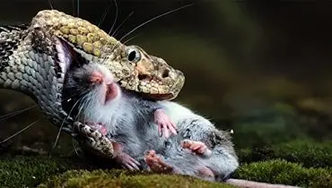 تلاش تماشایی موش مادر برای نجات فرزندش از چنگ مار + فیلم