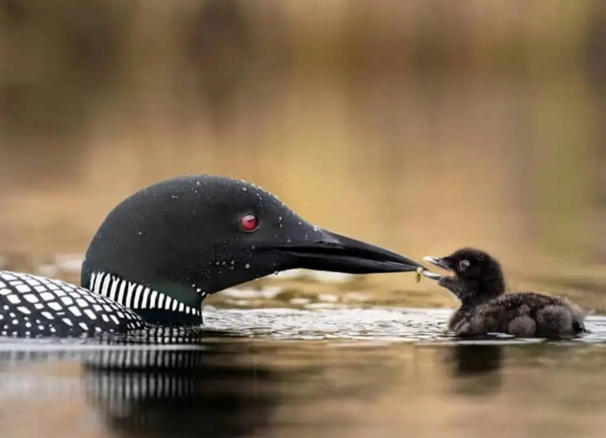 شاهکارهای عکاسی از حیات وحش؛ روایت مادرانگی در دل طبیعت+فیلم