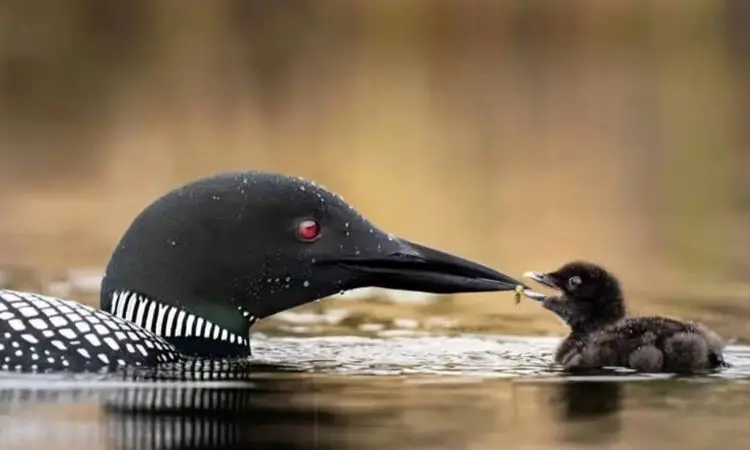 شاهکارهای عکاسی از حیات وحش؛ روایت مادرانگی در دل طبیعت+فیلم