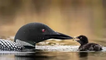 شاهکارهای عکاسی از حیات وحش؛ روایت مادرانگی در دل طبیعت+فیلم