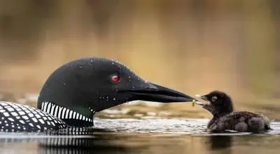 شاهکارهای عکاسی از حیات وحش؛ روایت مادرانگی در دل طبیعت+فیلم