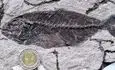 ماهی‌های ۶۰ میلیون‌ساله در دل صحرای مصر کشف شدند | یافته‌ای شگفت‌انگیز از گذشته زمین + عکس