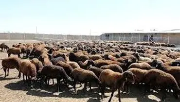 قیمت جدید دام‌زنده شنبه ۲ اسفند ۱۴۰۴