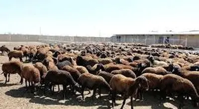 قیمت جدید دام‌زنده شنبه ۲ اسفند ۱۴۰۴