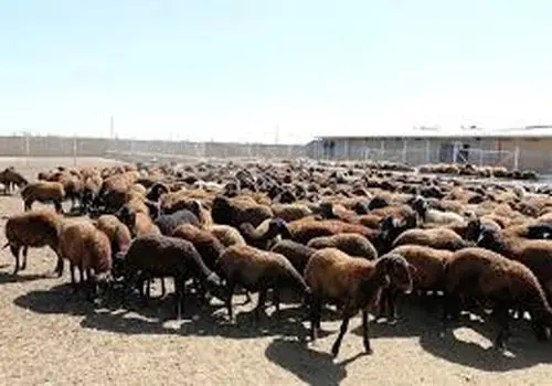 قیمت جدید دام‌زنده شنبه ۲ اسفند ۱۴۰۴