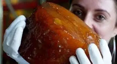 کشف شگفت‌انگیز «بزرگ‌ترین قطعهٔ کهربای جهان» با قدمت 70 میلیون سال + عکس