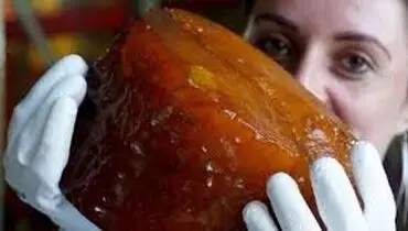 کشف شگفت‌انگیز «بزرگ‌ترین قطعهٔ کهربای جهان» با قدمت 70 میلیون سال + عکس
