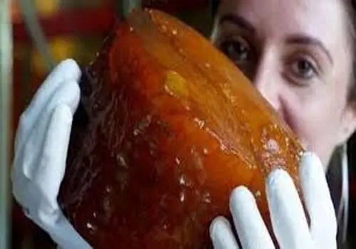  ویژگی‌های عجیب بزرگ‌ ترین گل جهان +عکس
