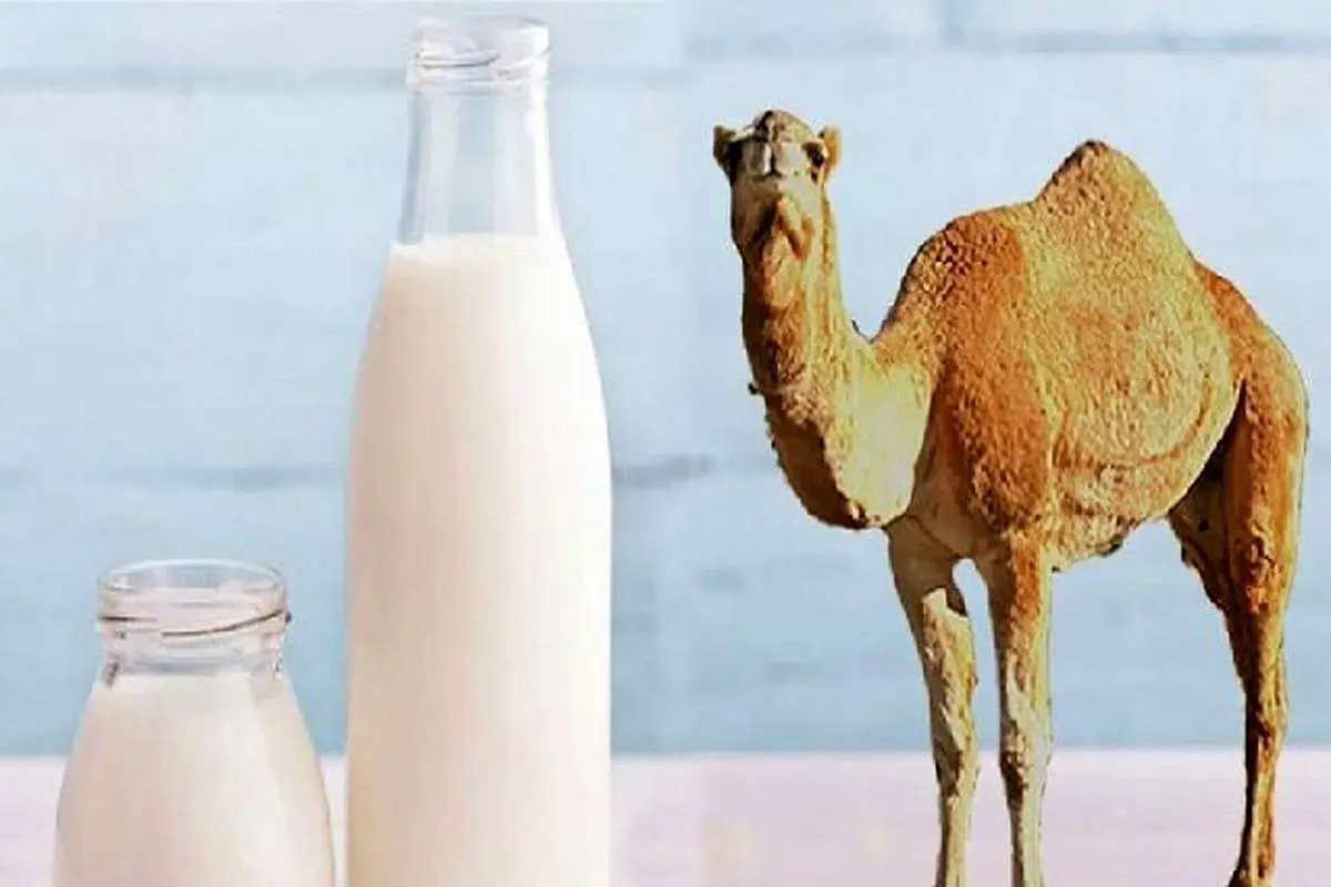 شیر شتر درمانی خاص برای کاهش شدت آسم!