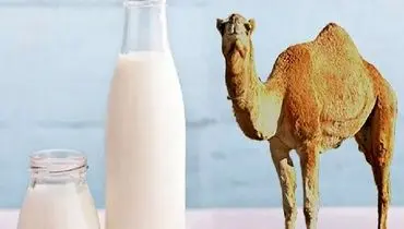 شیر شتر درمانی خاص برای کاهش شدت آسم!