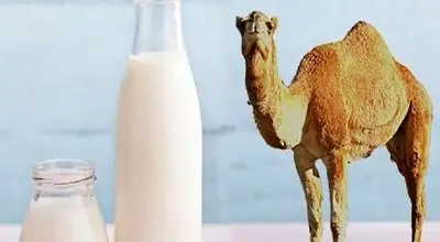 شیر شتر درمانی خاص برای کاهش شدت آسم!
