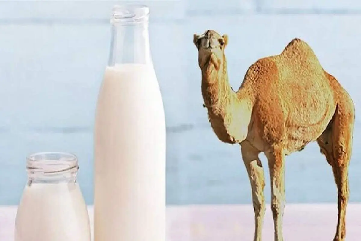 شیر شتر درمانی خاص برای کاهش شدت آسم!