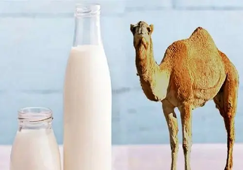 شیر شتر درمانی خاص برای کاهش شدت آسم!