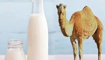 شیر شتر درمانی خاص برای کاهش شدت آسم!