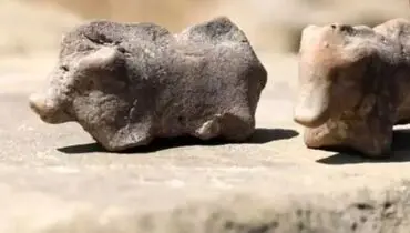 این گاوها پس از ۲۷۰۰سال سراز خاک بیرون آوردند!+تصاویر