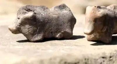 این گاوها پس از ۲۷۰۰سال سراز خاک بیرون آوردند!+تصاویر