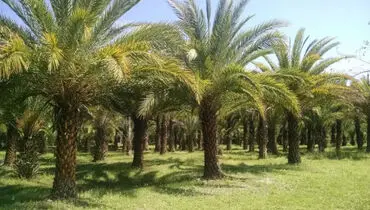 مزرعه صحابی جلیل القدر، سلمان فارسی در شرق شهر مدینه.