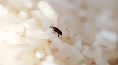 خداحافظی با مهمانان ناخوانده غلات؛ راهنمای جامع شناسایی و نابودی سوسک برنج!