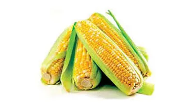 کالری پودینگ ذرت چقدر است ؟
