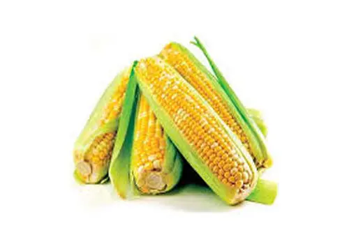 کالری پودینگ ذرت چقدر است ؟
