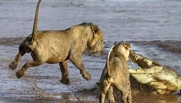 حرکت عجب شیر هنگام محاصره توسط کروکدیل ها+فیلم