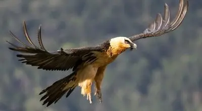 تصاویر تازه از پرواز همای سعادت در آسمان خوش‌ییلاق‌ + فیلم