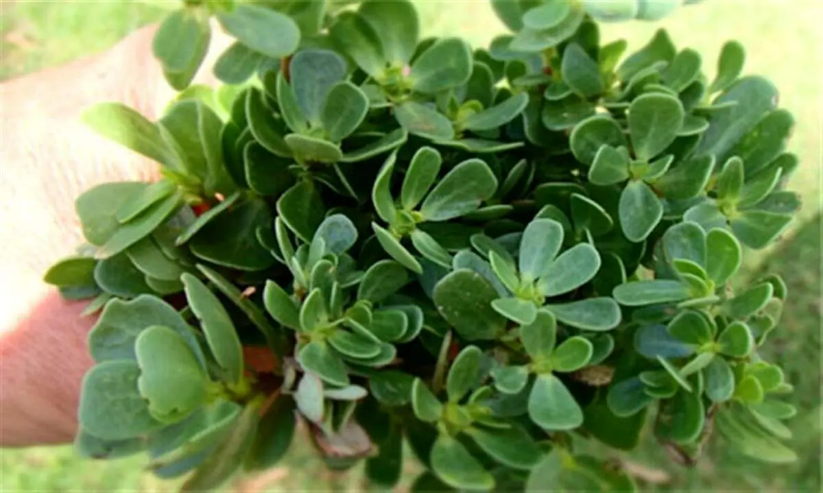 کشف گیاهی مؤثر در کاهش اختلالات رشد و اوتیسم در کودکان