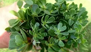 کشف گیاهی مؤثر در کاهش اختلالات رشد و اوتیسم در کودکان