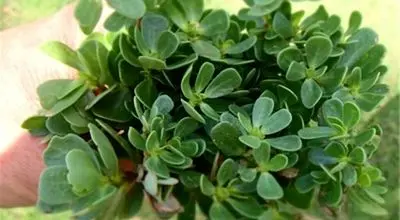 کشف گیاهی مؤثر در کاهش اختلالات رشد و اوتیسم در کودکان