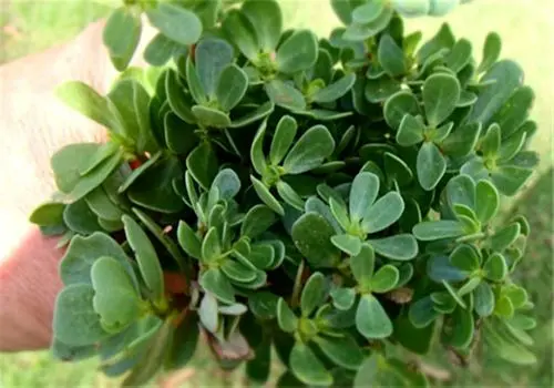 کشف گیاهی مؤثر در کاهش اختلالات رشد و اوتیسم در کودکان