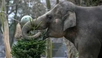 لحظات شاد حیوانات باغ‌وحش برلین با خوراکی‌های کریسمس + فیلم